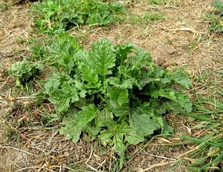 New Horse Owners: How to recognise Ragwort