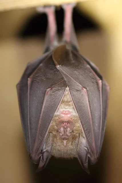  A Greater Horseshoe Bat – Photo copyright Michael Symes (All Rights Reserved)