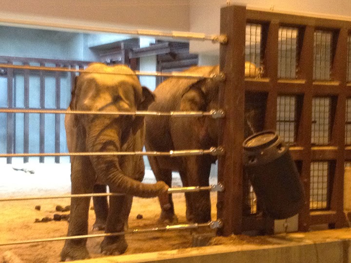 Jason's View from DC: APA Night at the National Zoo