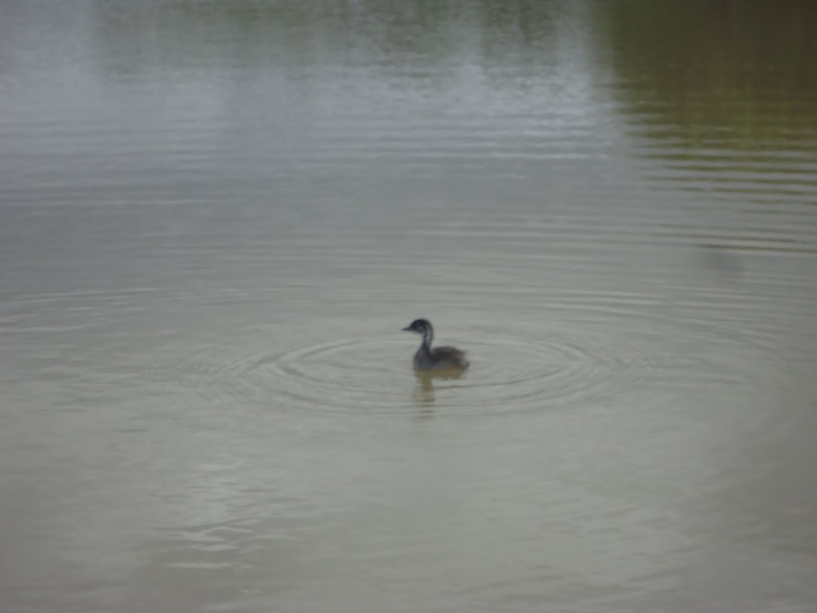 Um filhote de marreco na lagoa