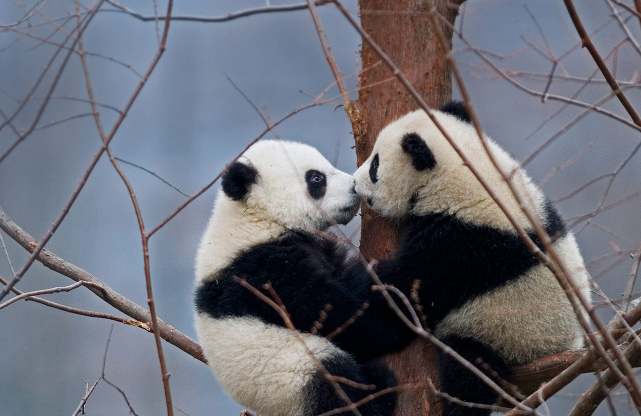 Giant Panda Cubs In The Wolong National Nature Reserve China