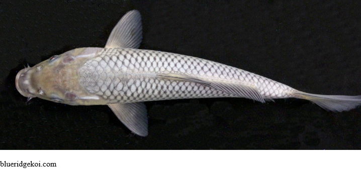 Gambar Ikan Koi Soragoi