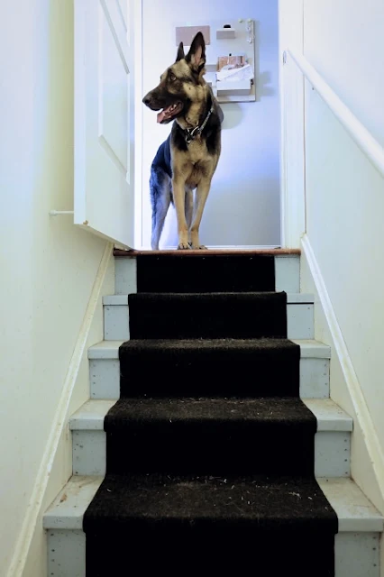 Finn at the top of the stairs before