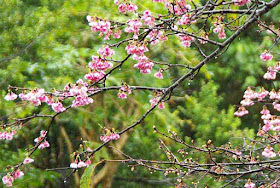 cherry blossoms, rain, trees, mountainside