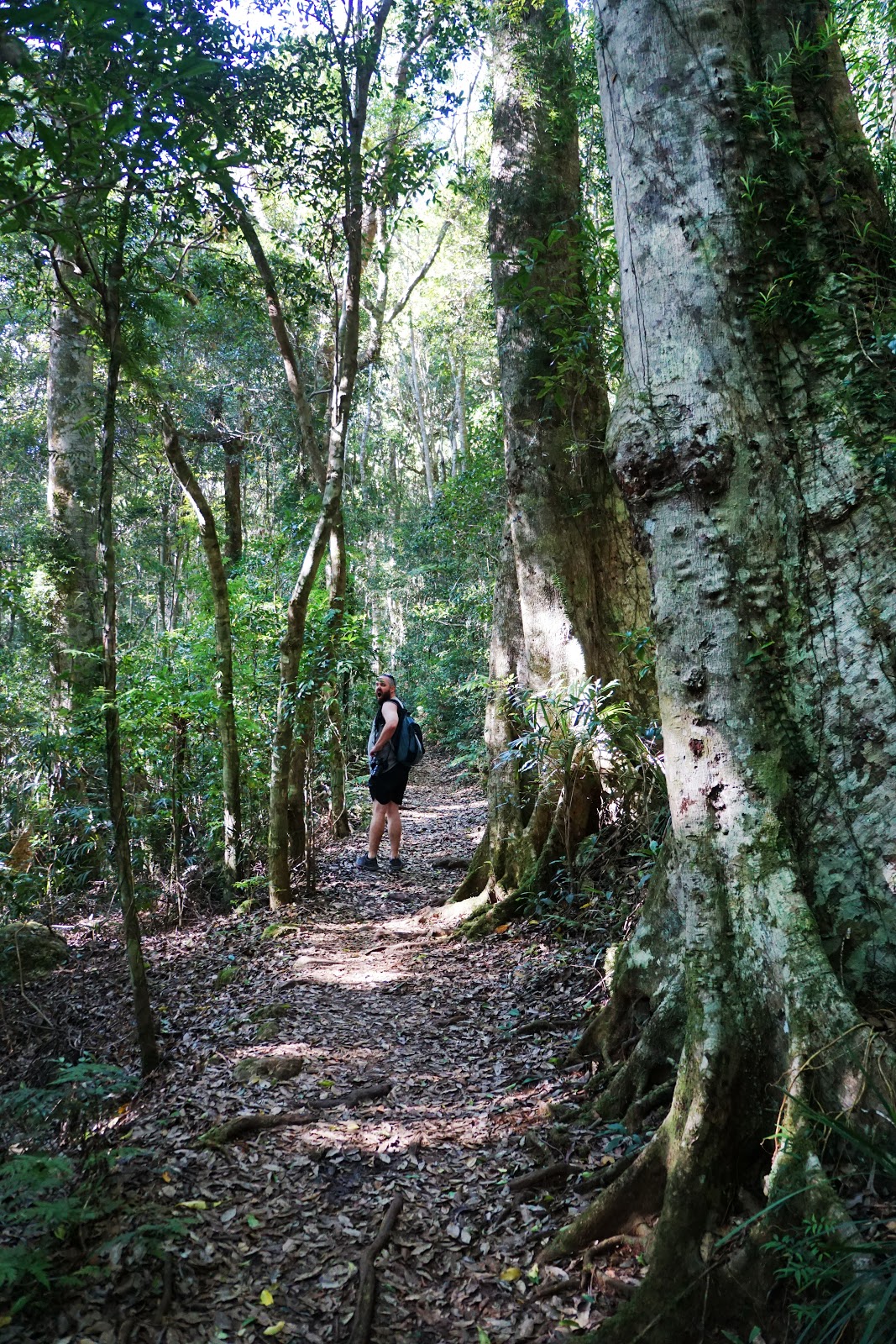 Hiking Coomera Circuit in Binna Burra - Get Out There Adventures