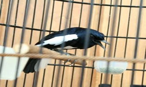 Cara Membuat Kacer Poci Gacor Ngobra Buka Ekor Dan Sayap