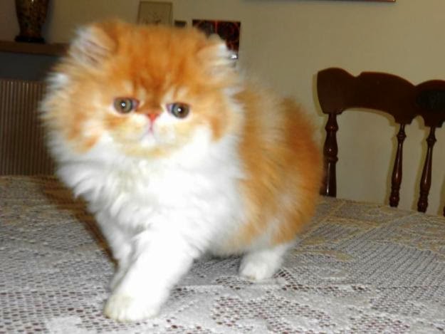 Jenis-jenis Kucing Persia  Hewan Ternak