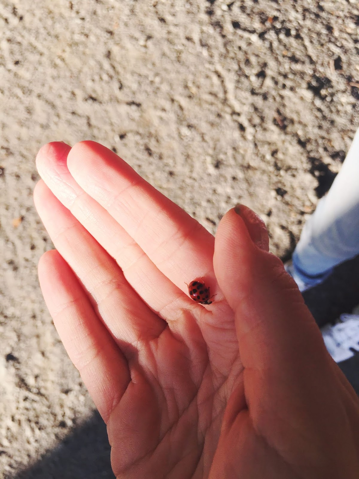 Dreams On Paper Jagdbeute Leseprobe