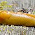       Perhaps it is the mucus, perhaps the snake-like appearance or the habit of many species of slug to regard your garden and the carefull...