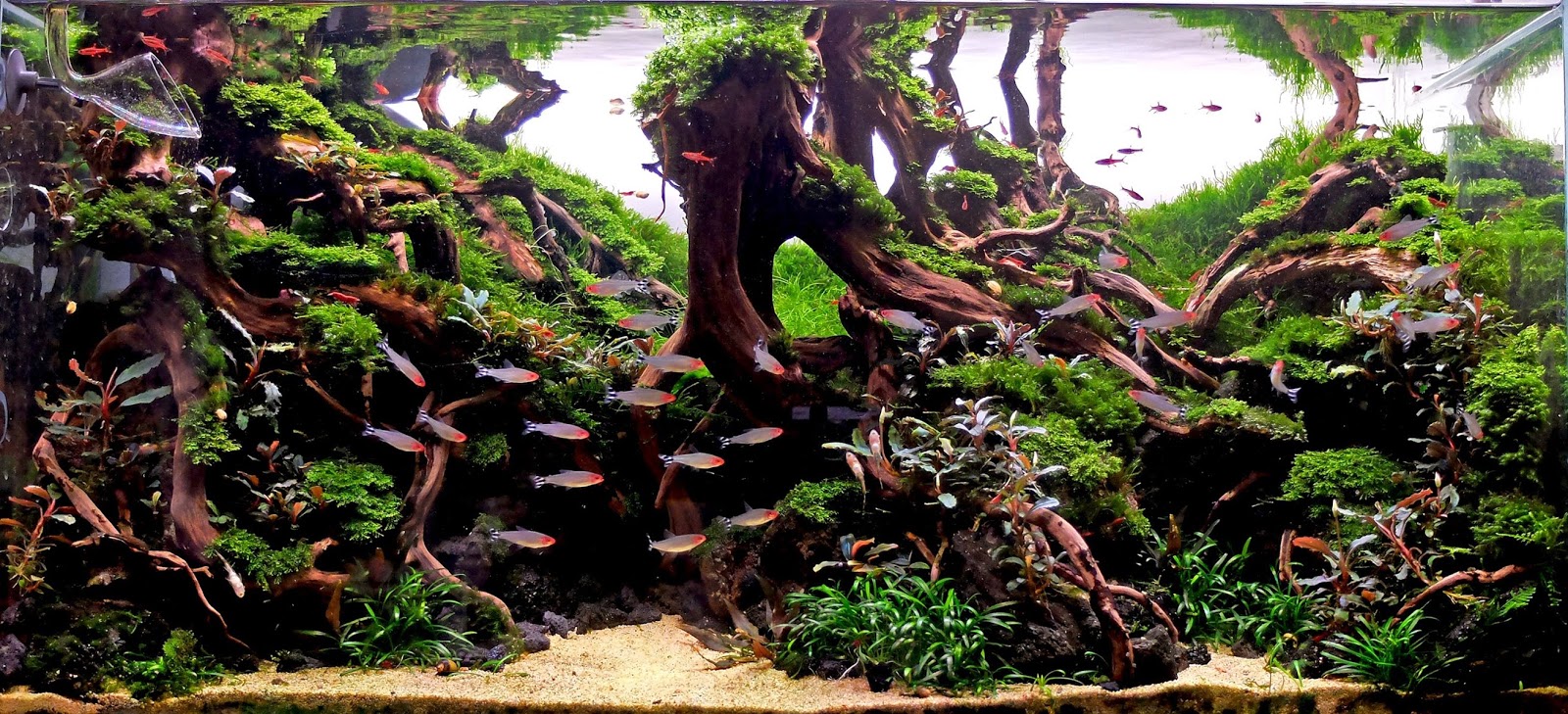 Best Aquascapes of 2014 Aquarium Info aquascape gallery