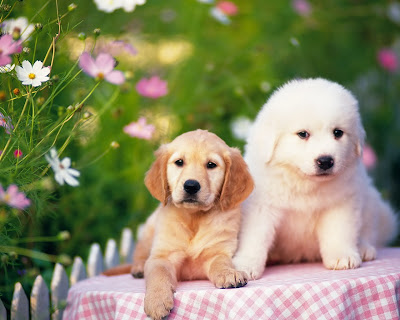 Dogs Wallpapers HD