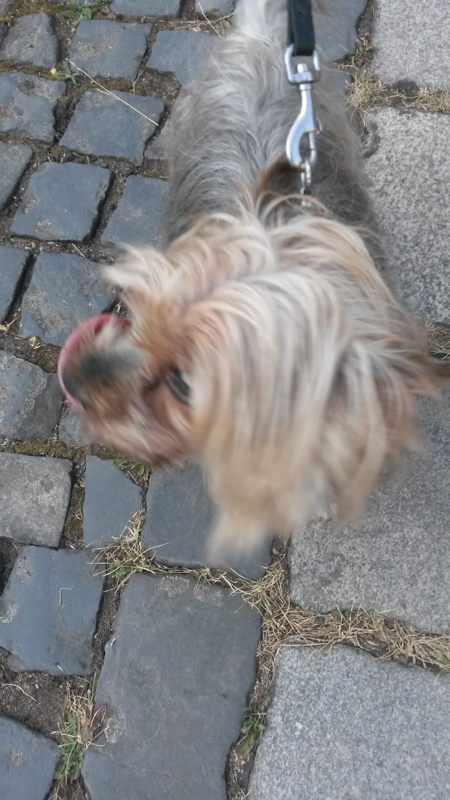 Bienenbienchens Un Perfektes Dinner November 2018