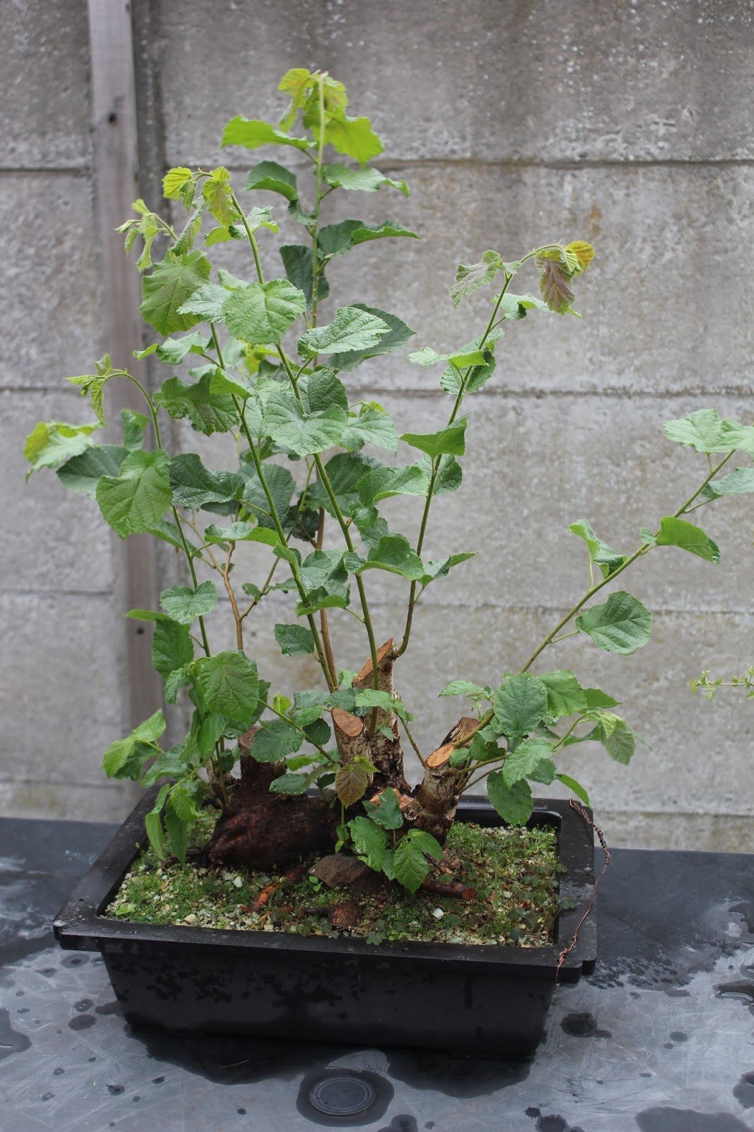 Bonsai en Bogen Hazelnut revisited 09.07.2015