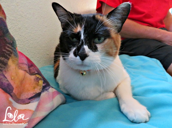 Lola The Rescued Cat Lola On The Road El Gato Coffee House