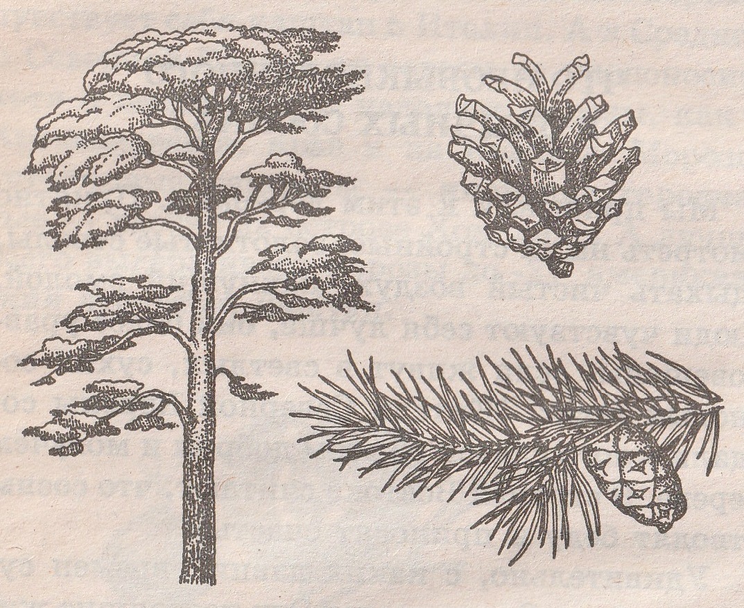 Хвойные егэ. Сатурново дерево. Деревья внешний вид дерева. Сатурново дерево химия. Что необыкновенного в обычных соснах.