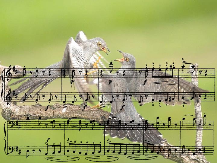 песни крик птицы