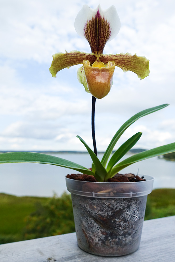 Paphiopedilum vejvarutianum orchid plant care and culture Travaldo's blog