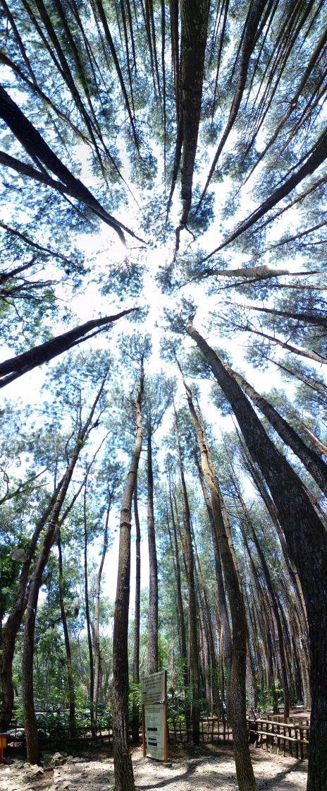 Pengelolaan Hutan Pinus Mangunan Yogyakarta Teh Dan Ubi