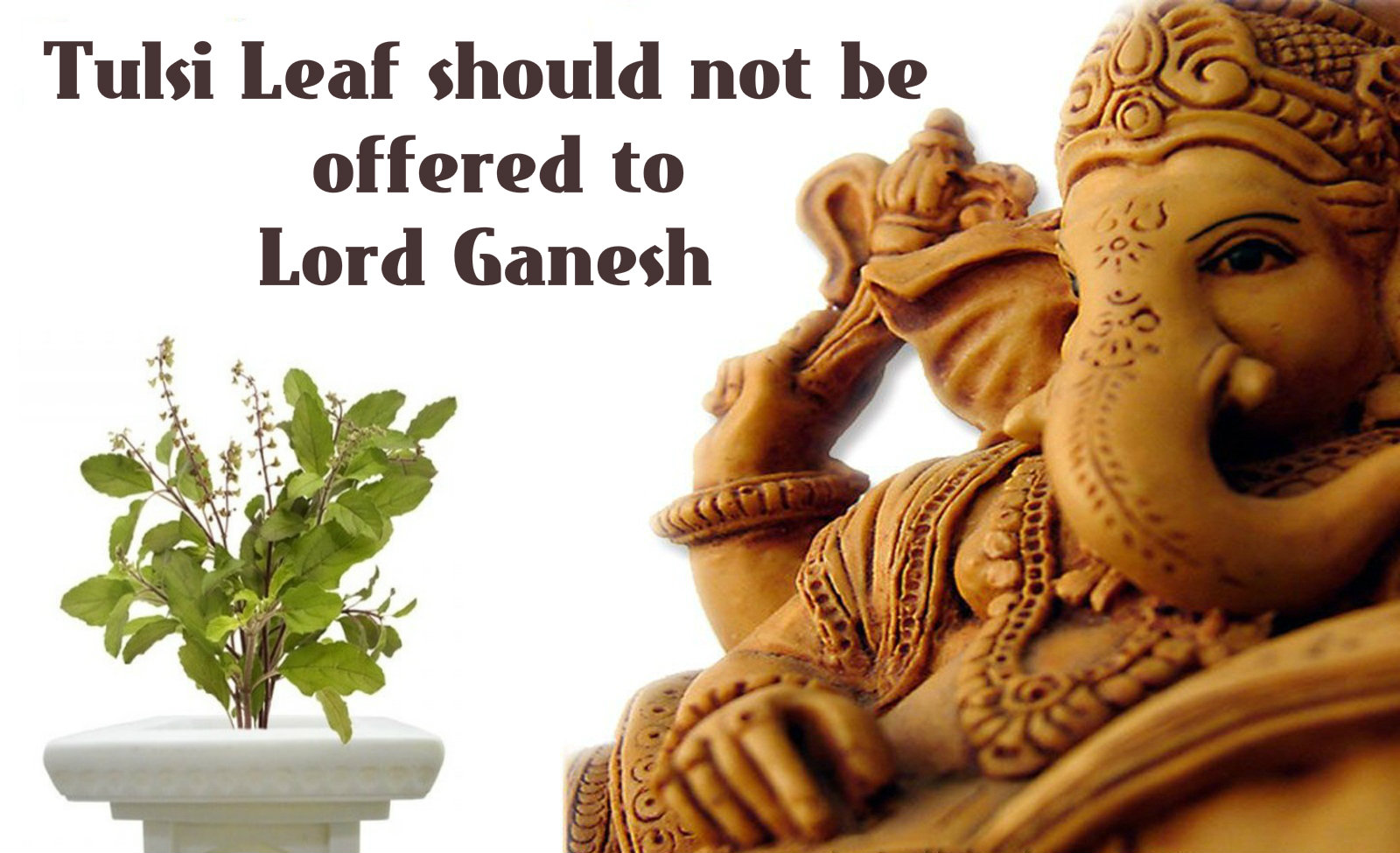 Shri Radhe Maa Vachan Amrut Quotes Why Tulsi Leaf should not be