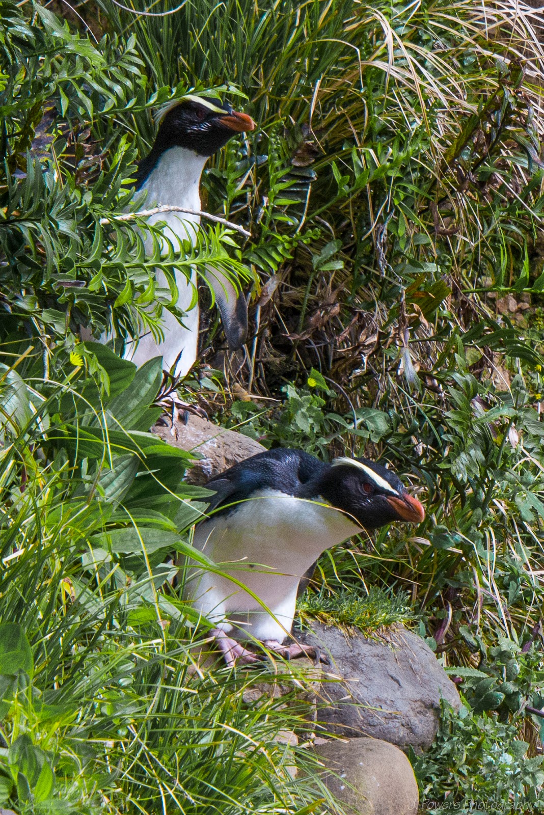 New Zealand Nuggets: Fiordland Crested Penguins! ~ Learn, Live, and