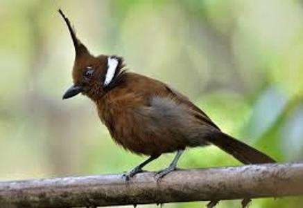 Kicau Burung Cililin Untuk Masteran Download Mp3 Disini Gemar
