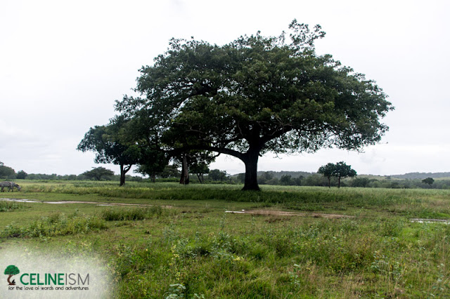 calauit safari coron what to do in coron