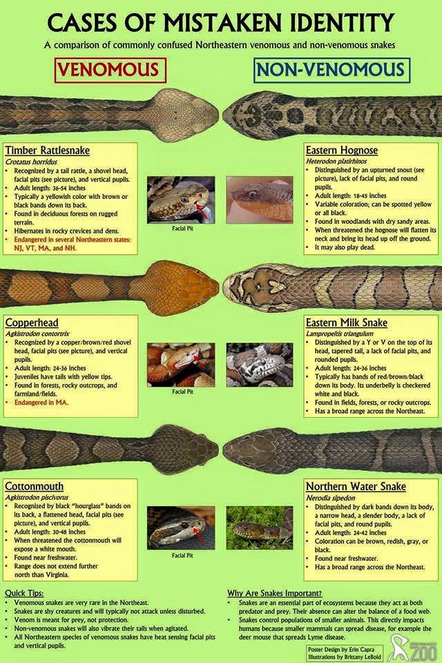 Green Grandma Know Your Snakes indian-venomous-snakes