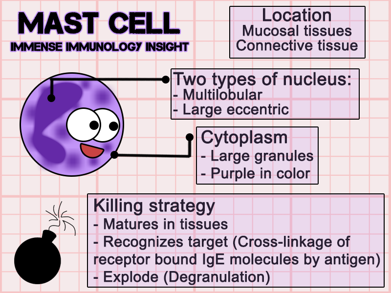 Immense Immunology Insight Mast Cell