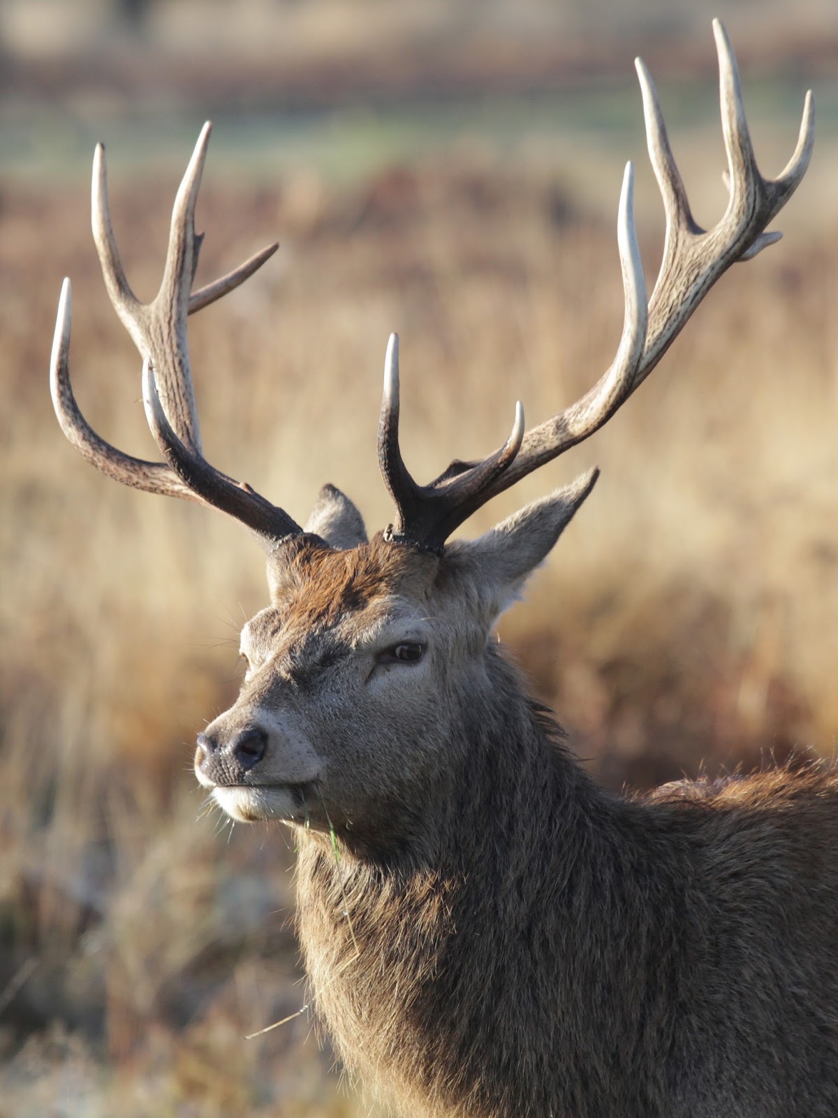 NonStop Birding Deer Identification