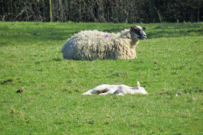 A sheep lies chewing the cud while a lamb lies stretched out asleep close by.