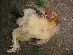chicken deaths coop messy mum organic sudden