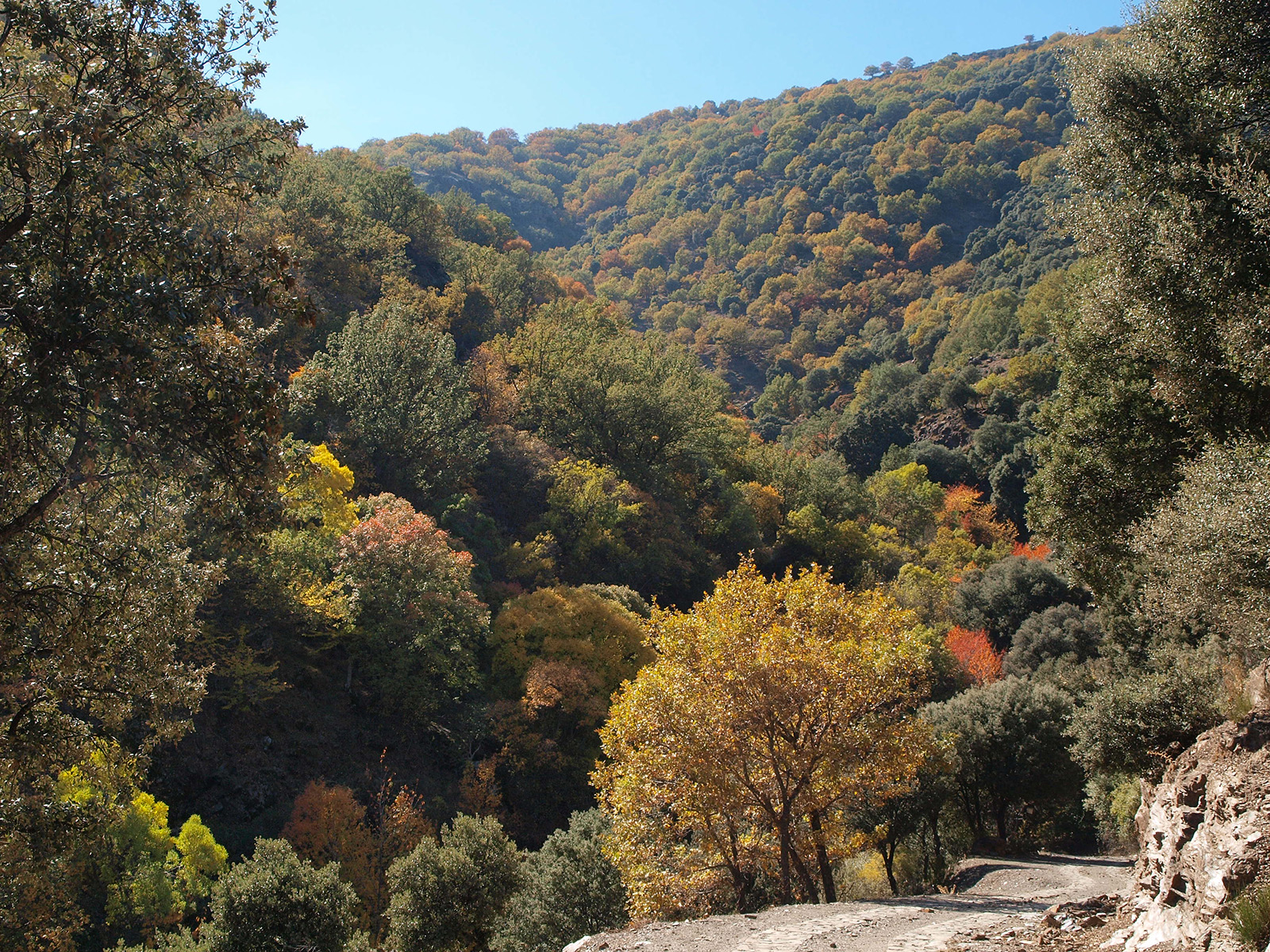 Caminando por Sierras y Calles de Andalucía El Bosque encantado