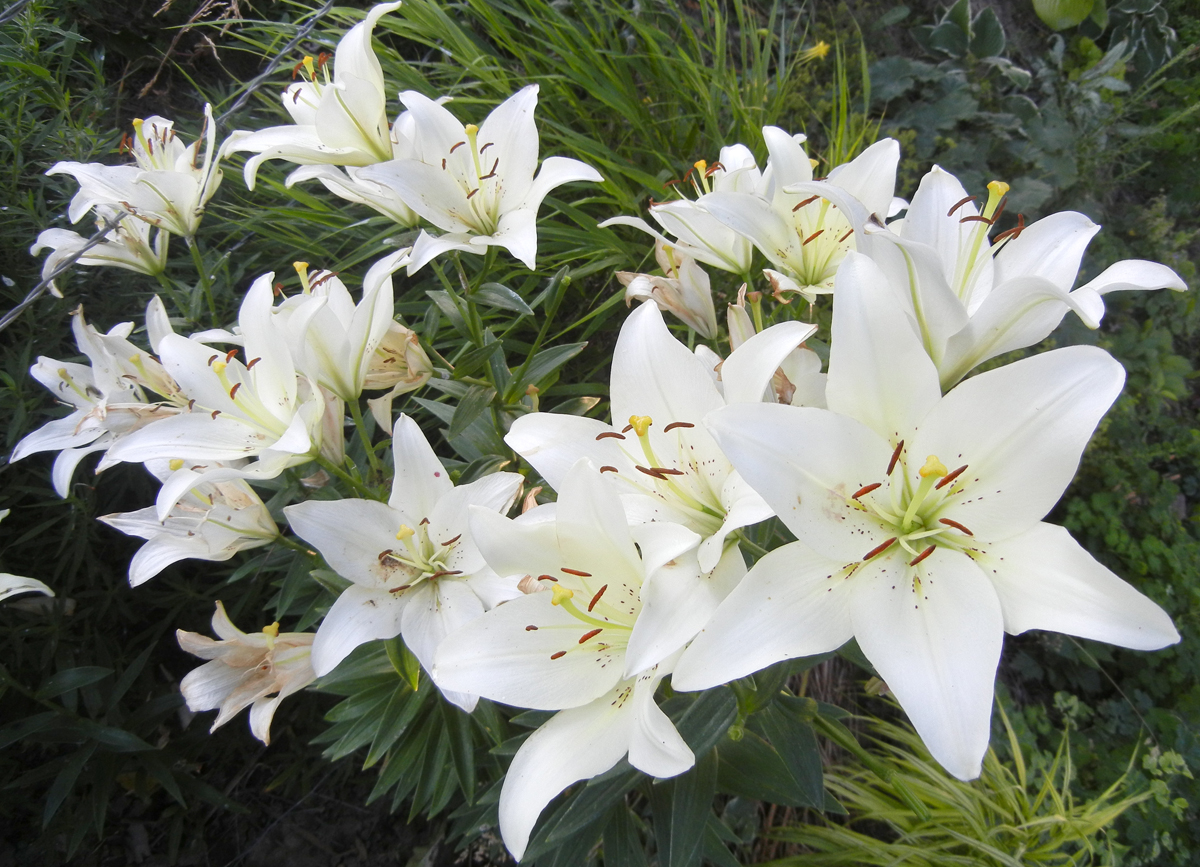 Photographing Flowers: Growing Lilies