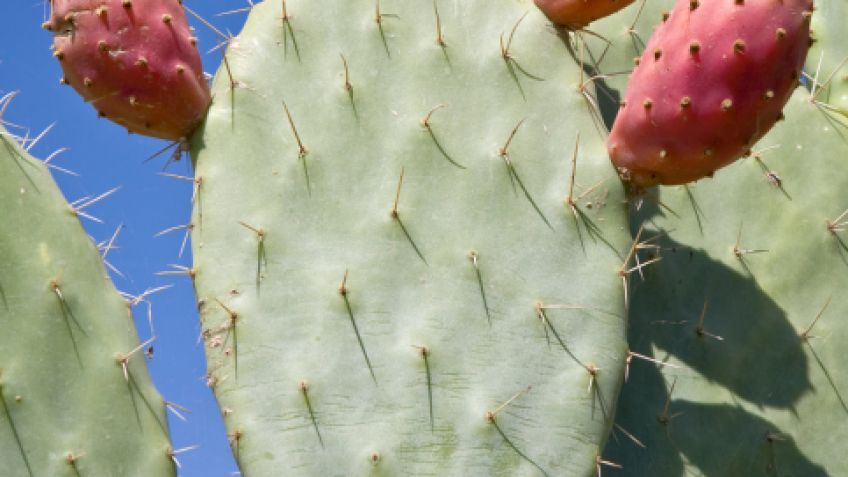 Cultivo del Nopal o Chumbera