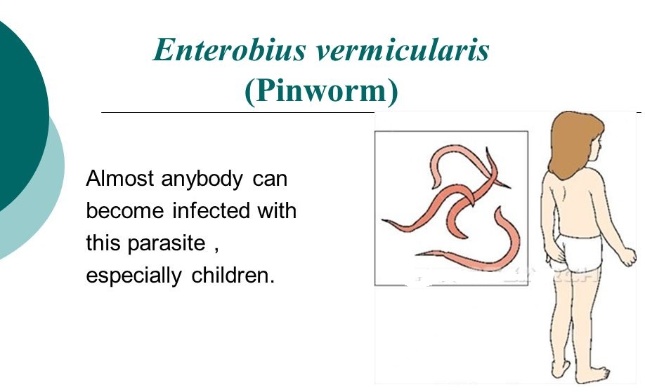 Enterobius vermicularis fiziológia