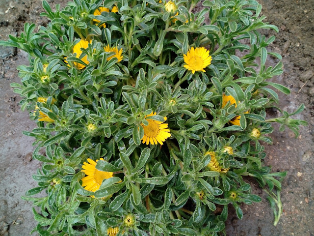 Estrella de mar o asterisco (Pallenis maritimia (L.) Greuter (sin. Asteriscus maritimus (L.) Less.)).