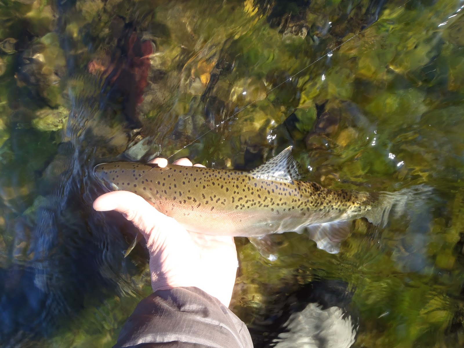 Irideus Fly Fishing Products Fly fishing trout with Irideus fly