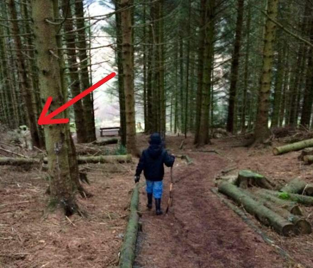 Шотландец сфотографировал в лесу похожего на астронавта гуманоида