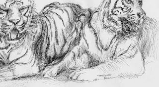 tiger, art, painting, schoenbrunn, zoo, cats, jungle, raubkatzen, zeichnung, wildlife, jungle