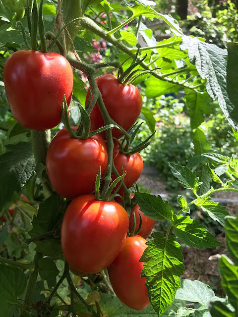 reife Tomaten am Strauch (c) by Joachim Wenk reife Tomaten am Strauch (c) by Joachim Wenk