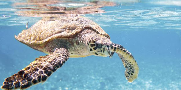 Saving sea turtles from soup and illegal trade