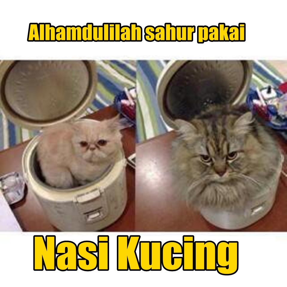 29+ Koleksi Meme Lucu Nasi Kucing Terkeren - Unik