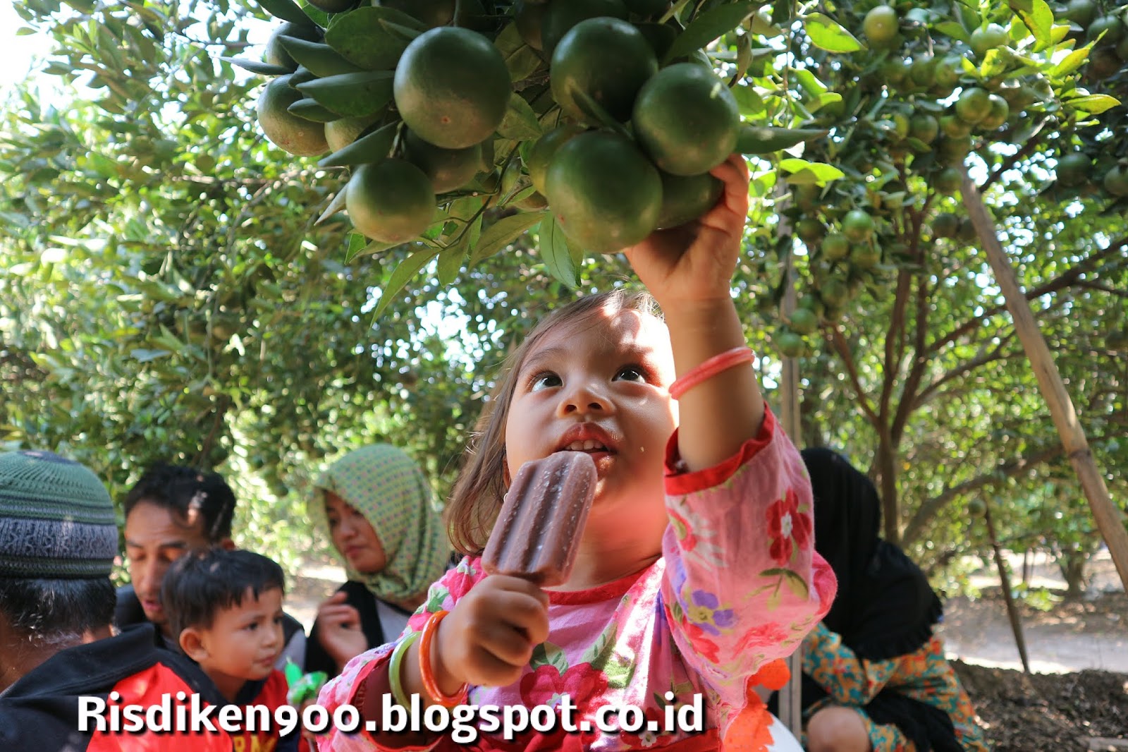 Wisata Kebun Jeruk Dlanggu Mojokerto