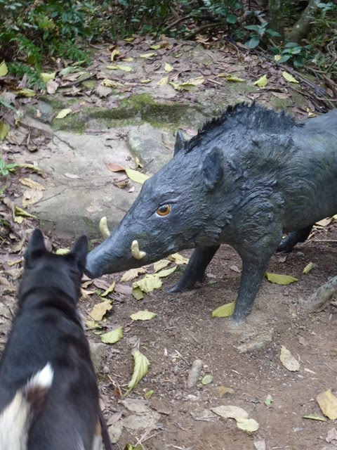 LUPIKONA: Hong Kong Wild Animals