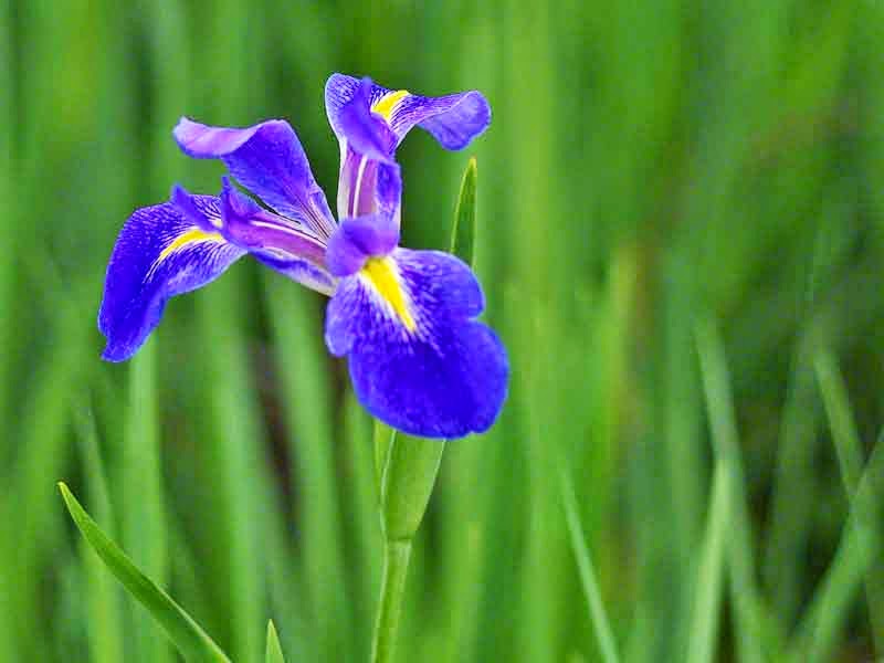 single Iris blossom in field of iris
