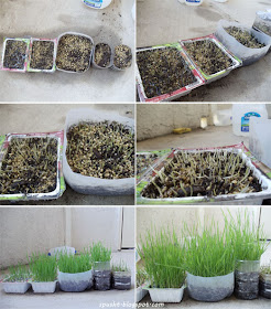 growing wheatgrass at home using wheat grains