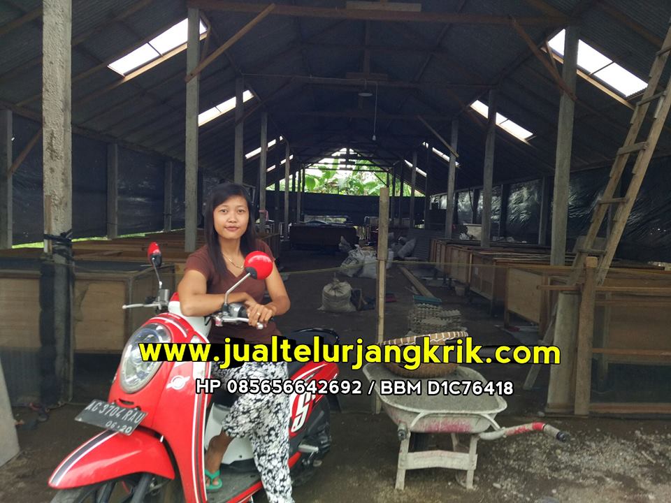 Jual Telur Jangkrik Jambi