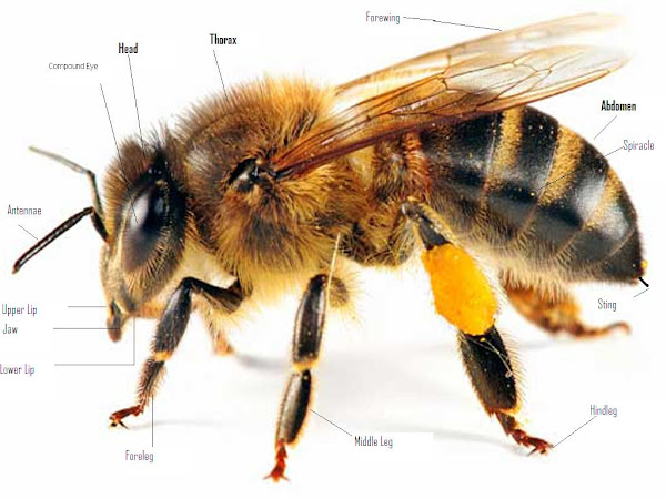Honey Bee Body Parts Anatomy With Picture  Honey Bee Body Parts Anatomy With Picture