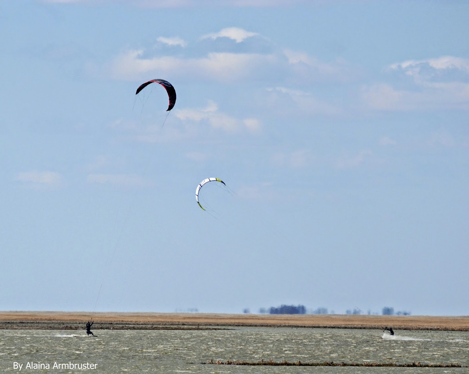 Alainas View Peckers and Paws Photography Snapshots of Spring