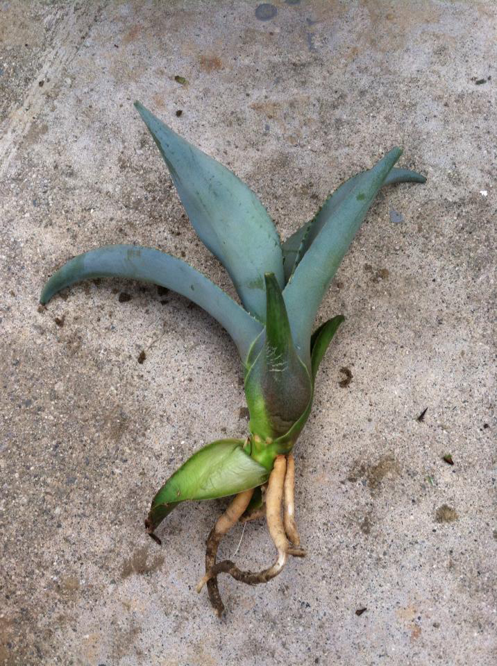 Succulent Succulence Agave Propagation